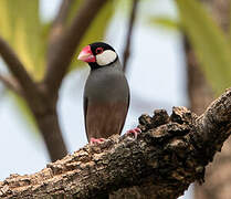 Java Sparrow