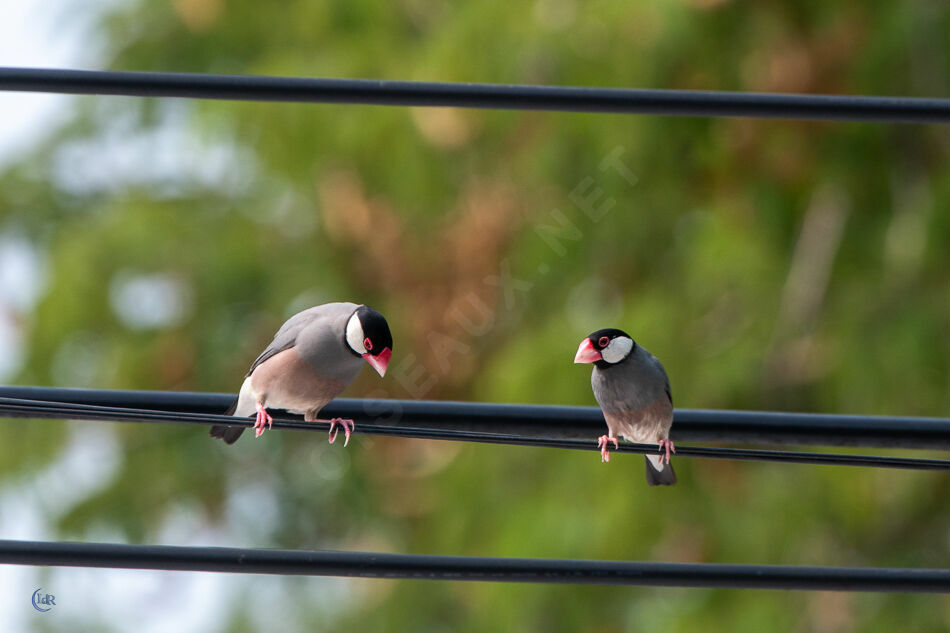 Java Sparrowadult