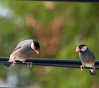 Java Sparrow