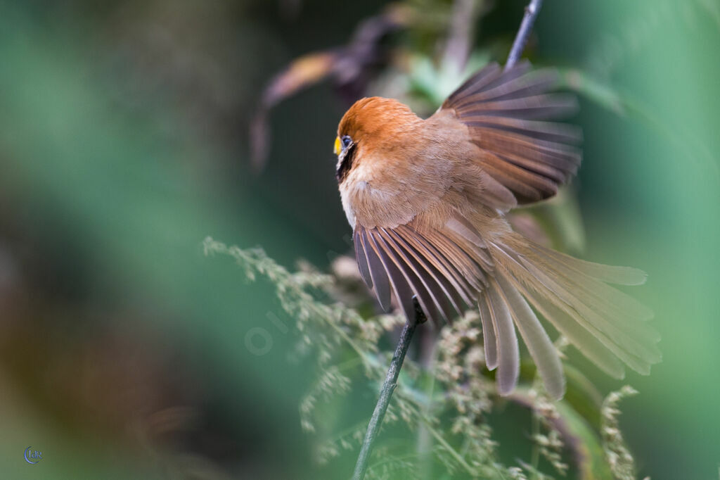 Spot-breasted Parrotbilljuvenile