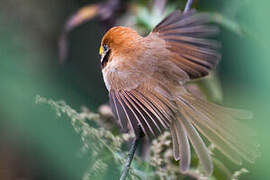 Spot-breasted Parrotbill