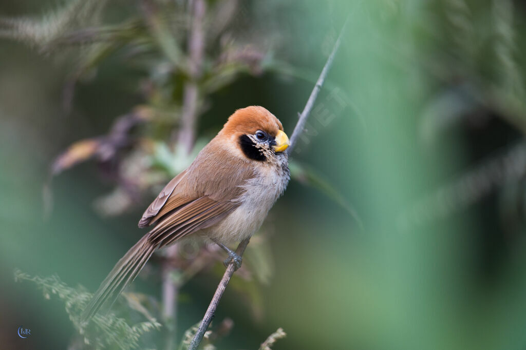 Spot-breasted Parrotbilljuvenile