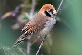 Spot-breasted Parrotbill