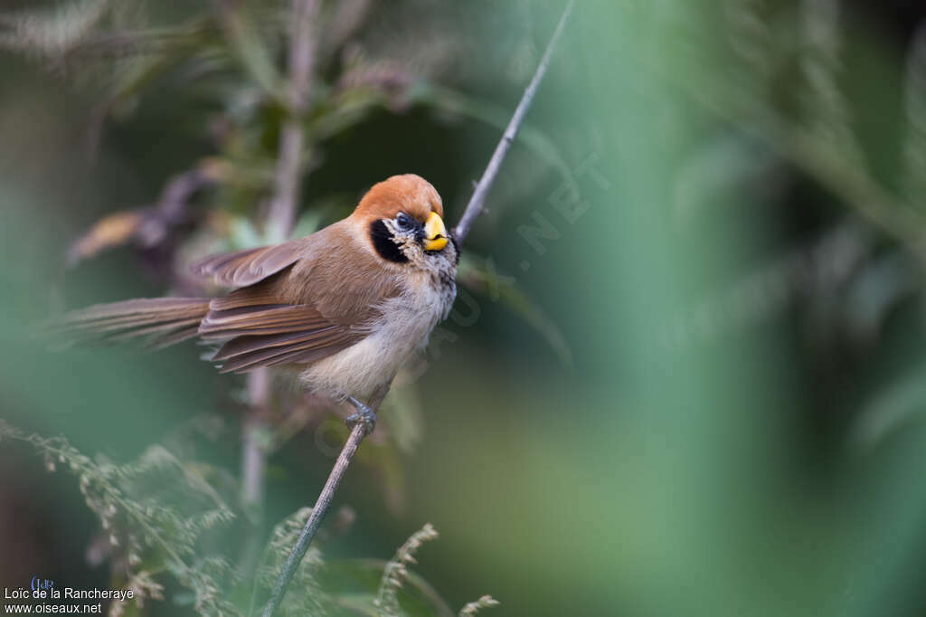 Spot-breasted Parrotbilljuvenile