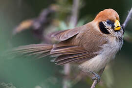 Spot-breasted Parrotbill