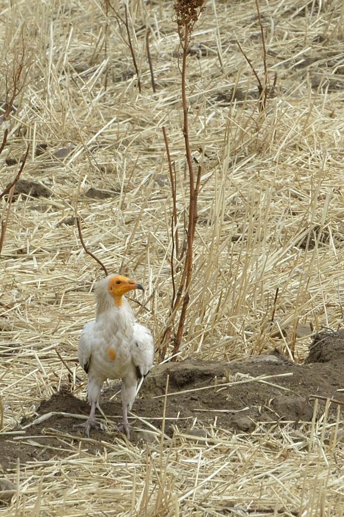 Egyptian Vulture