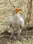 Egyptian Vulture