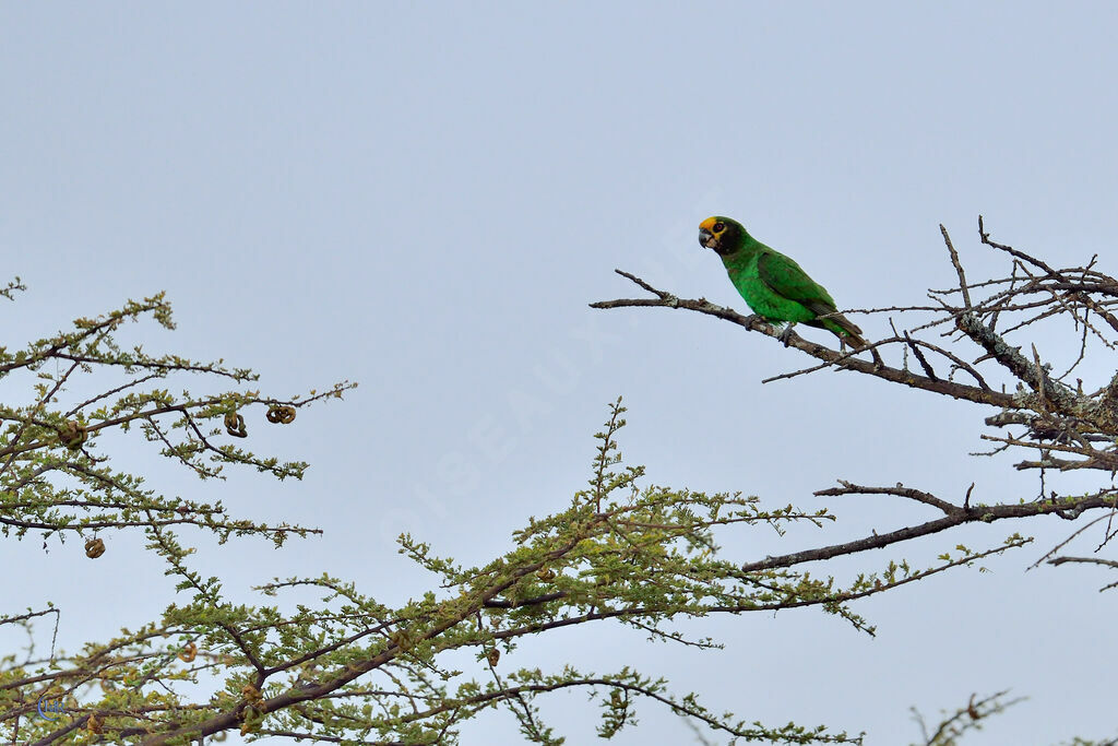 Yellow-fronted Parrot