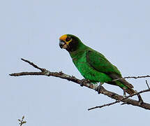 Yellow-fronted Parrot