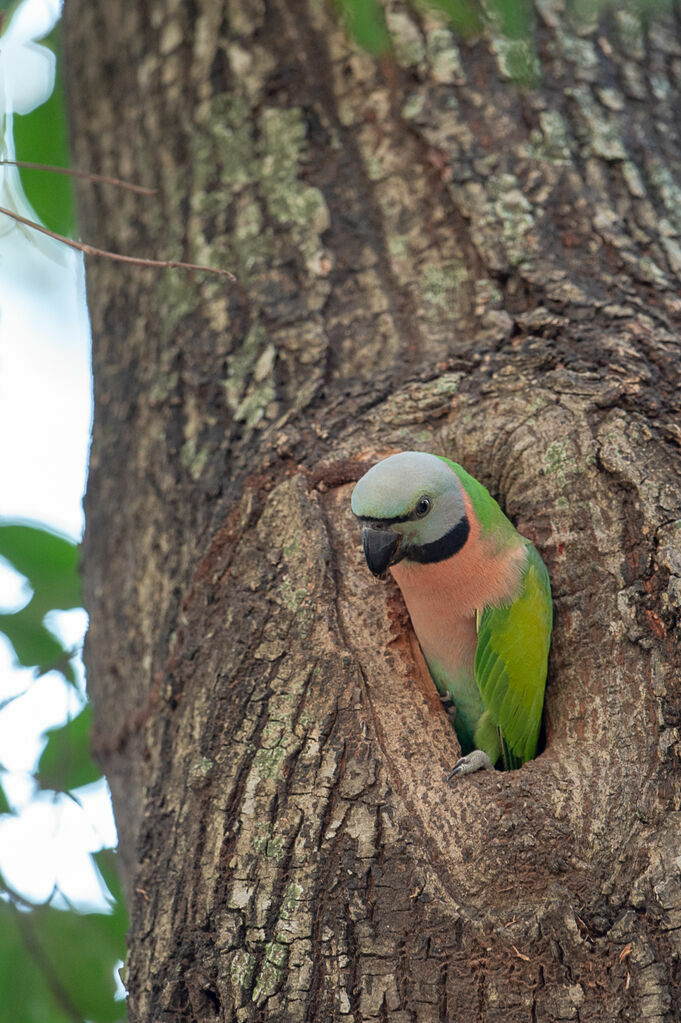 Red-breasted Parakeet female adult