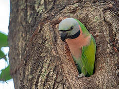 Red-breasted Parakeet