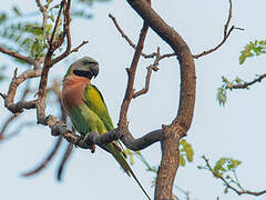 Red-breasted Parakeet