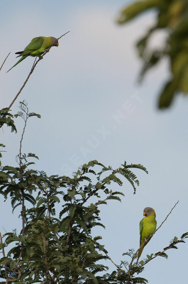 Blossom-headed Parakeet