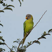 Blossom-headed Parakeet