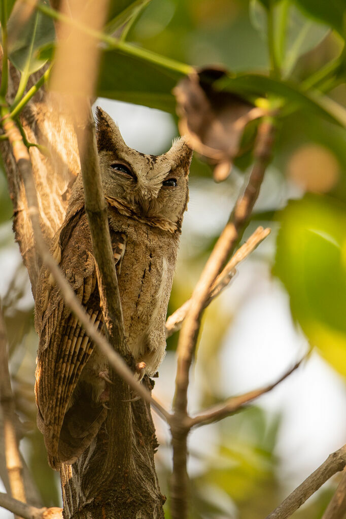 Collared Scops Owl