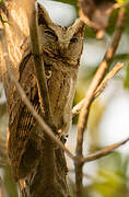 Collared Scops Owl