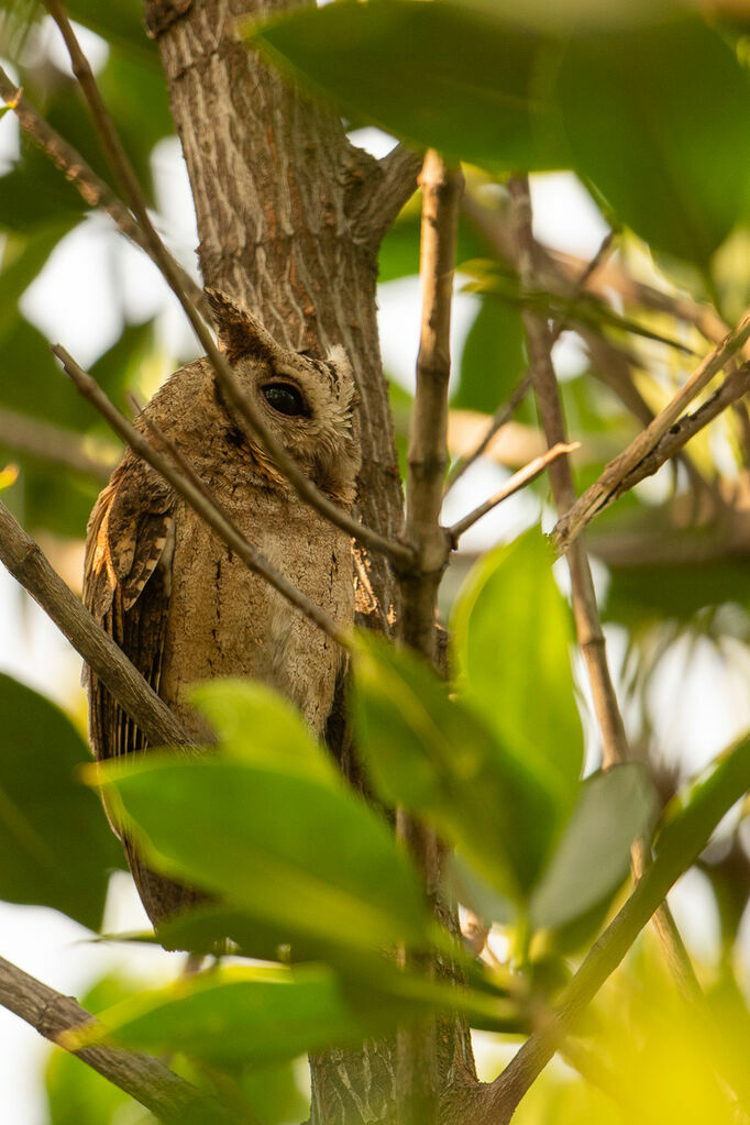 Collared Scops Owl