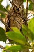 Collared Scops Owl