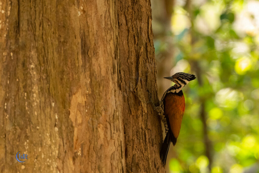 Common Flameback female