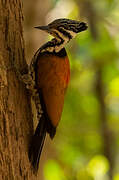 Common Flameback