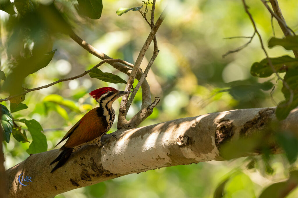 Common Flameback male