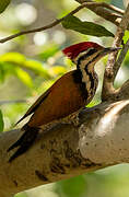 Common Flameback