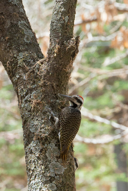 Bearded Woodpecker