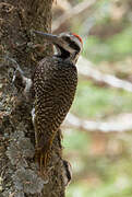 Bearded Woodpecker