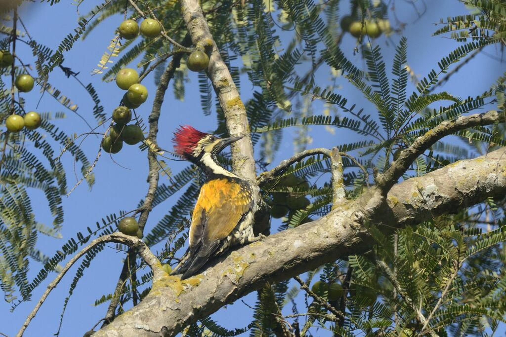 Black-rumped Flameback