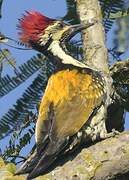 Black-rumped Flameback