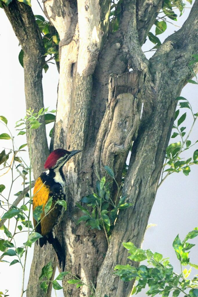 Black-rumped Flameback