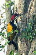 Black-rumped Flameback