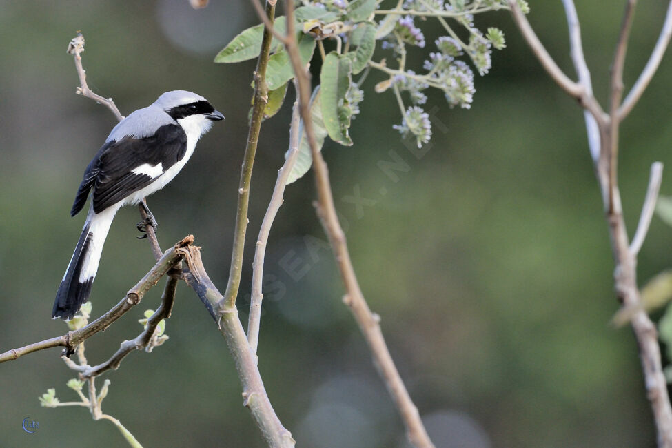 Grey-backed Fiscal