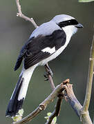 Grey-backed Fiscal