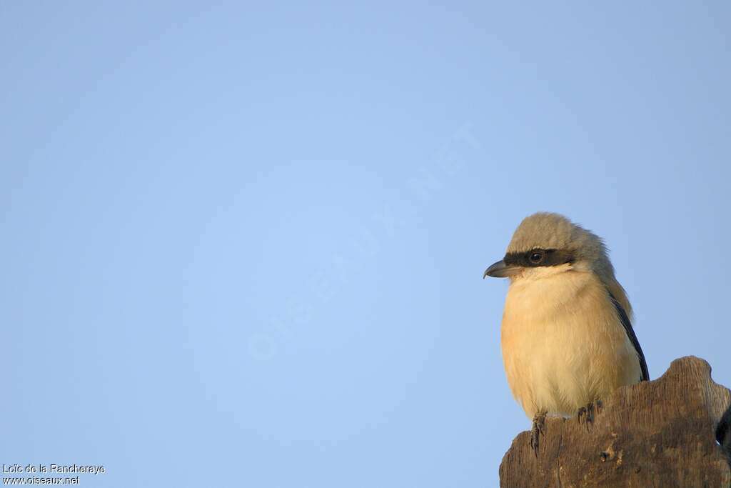 Grey-backed Shrikeadult, close-up portrait