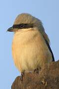 Grey-backed Shrike