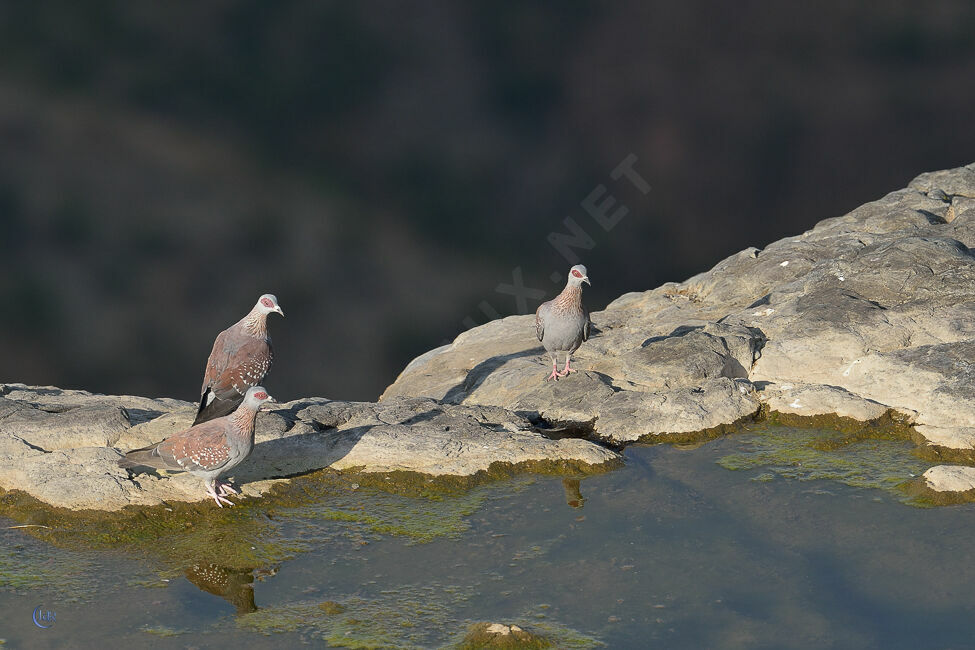 Speckled Pigeon