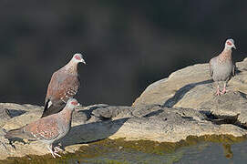 Speckled Pigeon