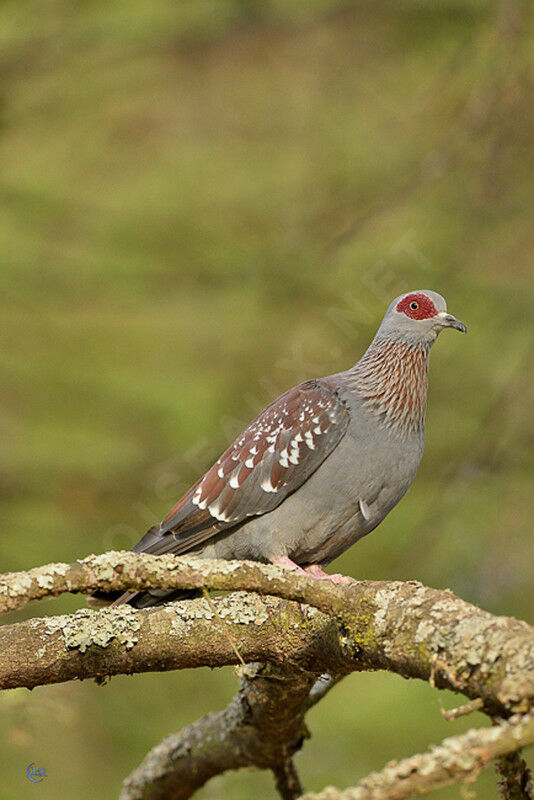 Pigeon roussard