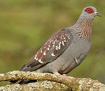 Speckled Pigeon