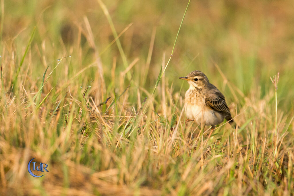 Paddyfield Pipit