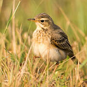 Paddyfield Pipit