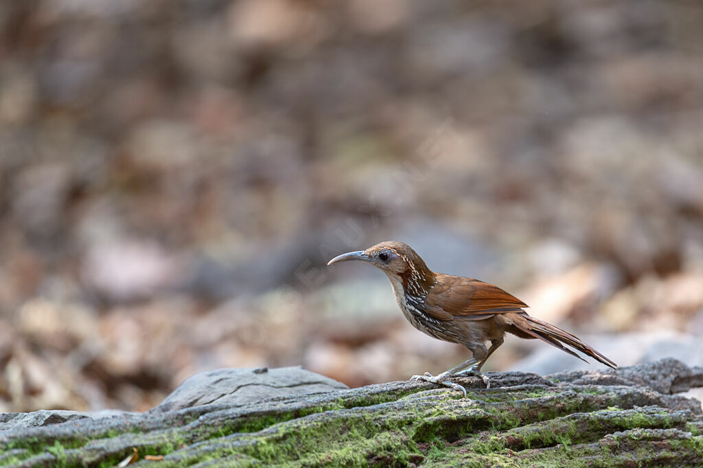 Large Scimitar Babbler