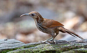 Large Scimitar Babbler