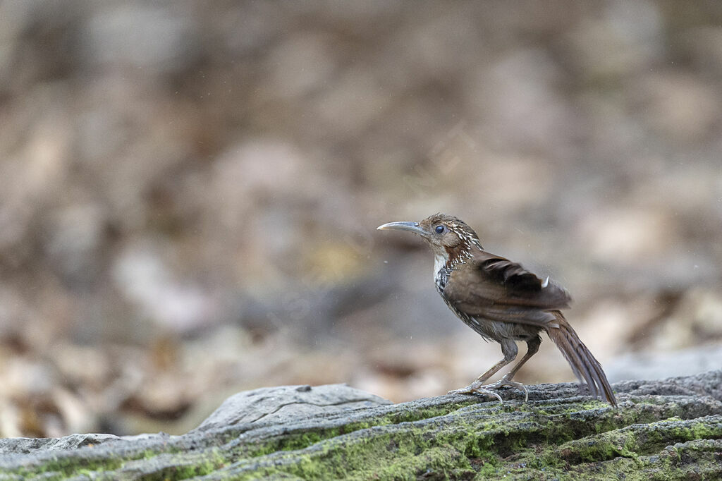 Large Scimitar Babbler