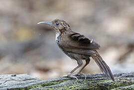 Large Scimitar Babbler