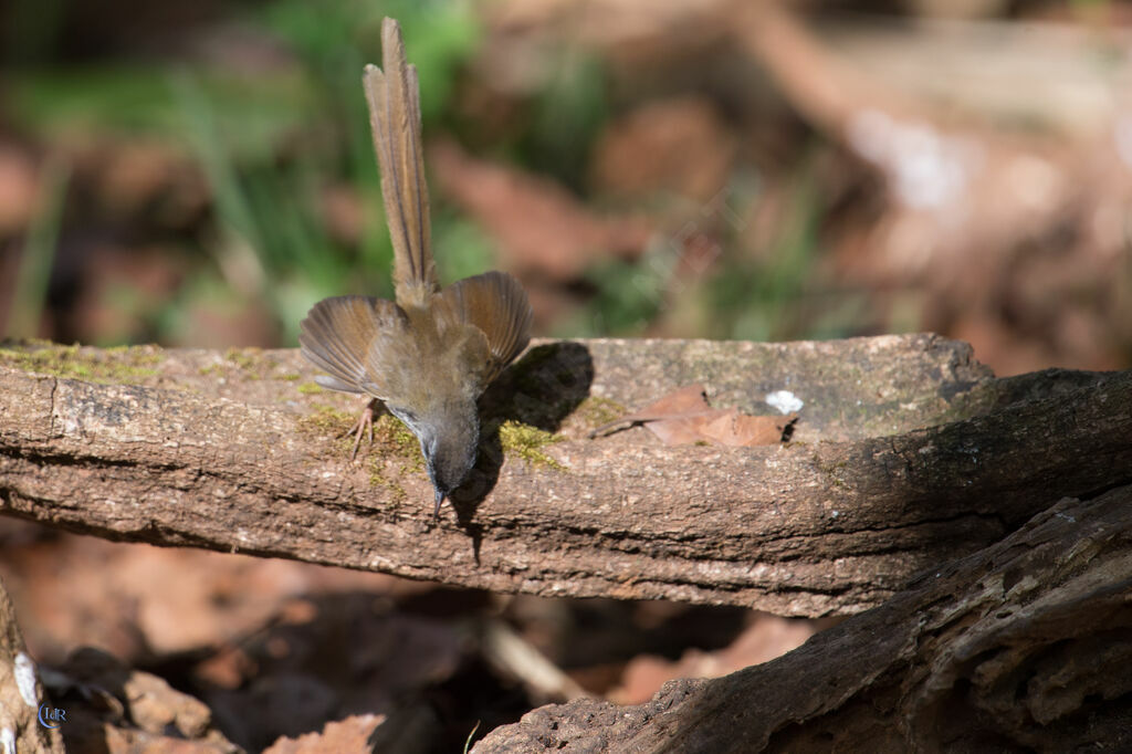 Hill Prinia