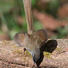 Prinia des collines