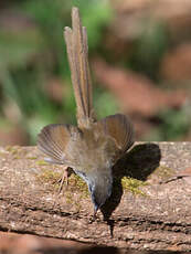 Prinia des collines