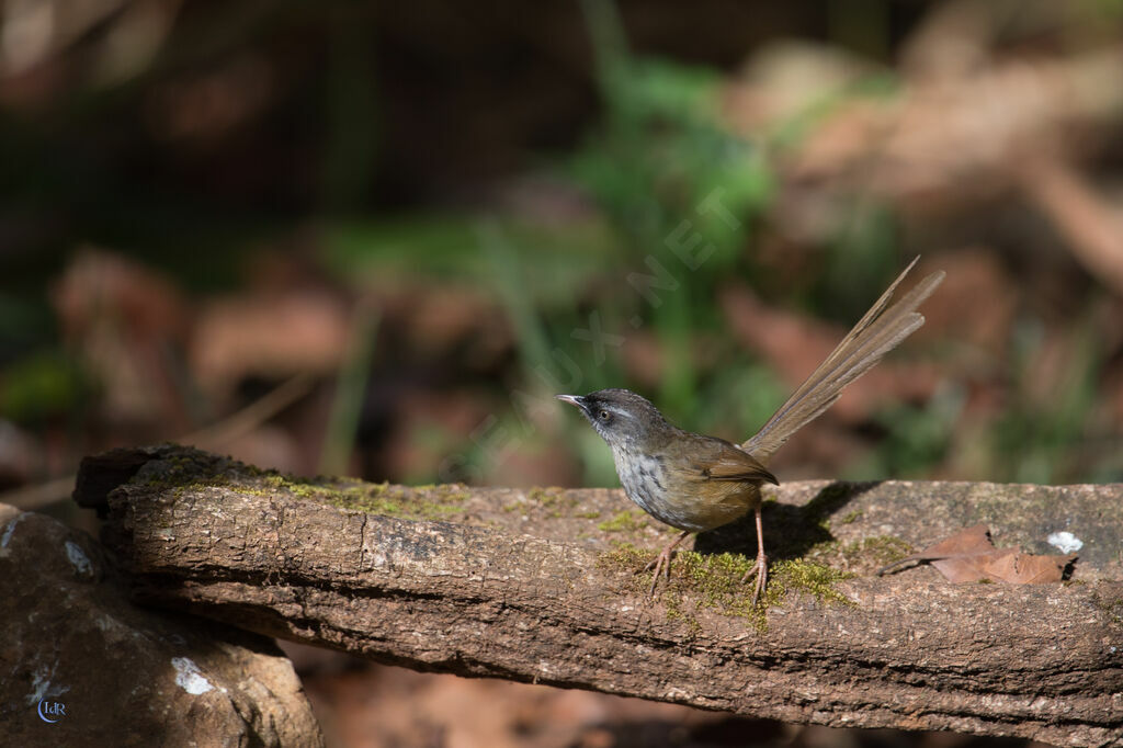 Prinia des collines